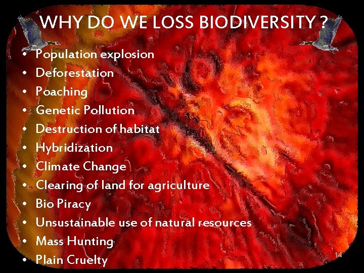 WHY DO WE LOSS BIODIVERSITY ? • • • Population explosion Deforestation Poaching Genetic