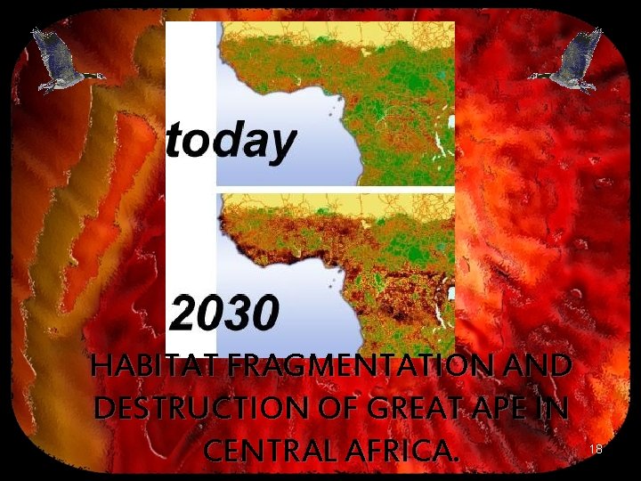 HABITAT FRAGMENTATION AND DESTRUCTION OF GREAT APE IN CENTRAL AFRICA. 18 