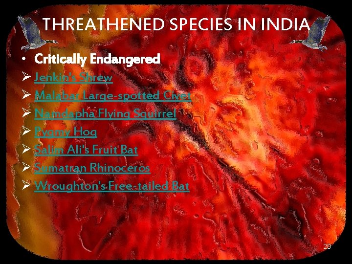 THREATHENED SPECIES IN INDIA • Critically Endangered Ø Jenkin's Shrew Ø Malabar Large-spotted Civet