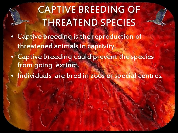 CAPTIVE BREEDING OF THREATEND SPECIES • Captive breeding is the reproduction of threatened animals