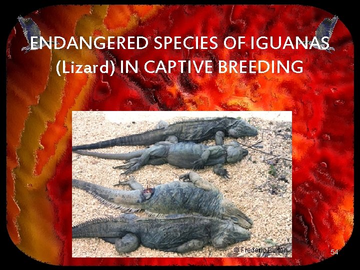 ENDANGERED SPECIES OF IGUANAS (Lizard) IN CAPTIVE BREEDING 54 