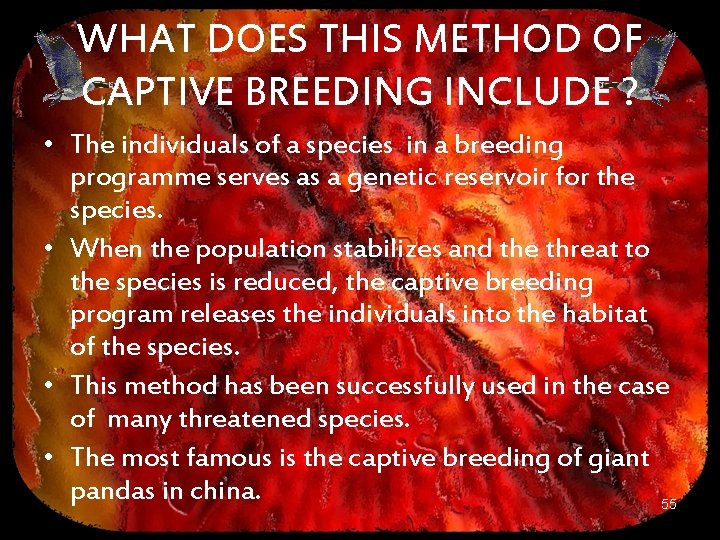 WHAT DOES THIS METHOD OF CAPTIVE BREEDING INCLUDE ? • The individuals of a