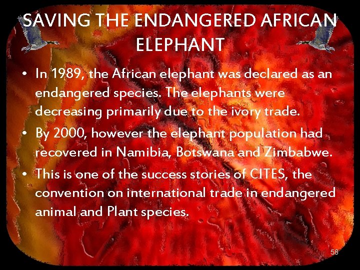 SAVING THE ENDANGERED AFRICAN ELEPHANT • In 1989, the African elephant was declared as