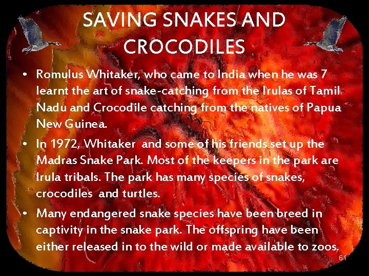 SAVING SNAKES AND CROCODILES • Romulus Whitaker, who came to India when he was