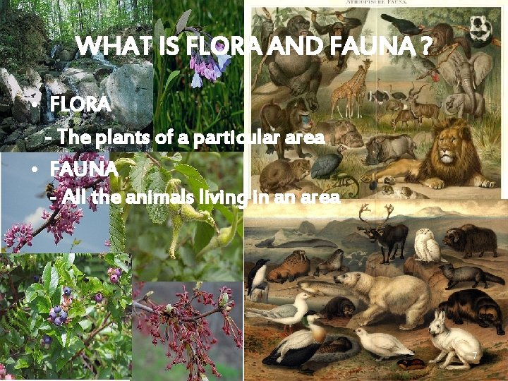 WHAT IS FLORA AND FAUNA ? • FLORA - The plants of a particular