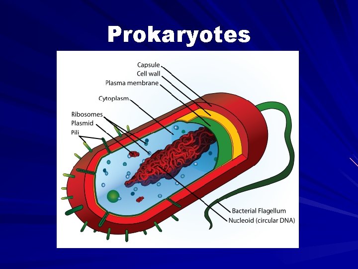 Prokaryotes 