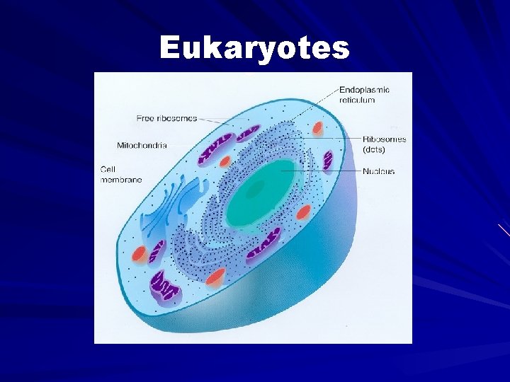 Eukaryotes 