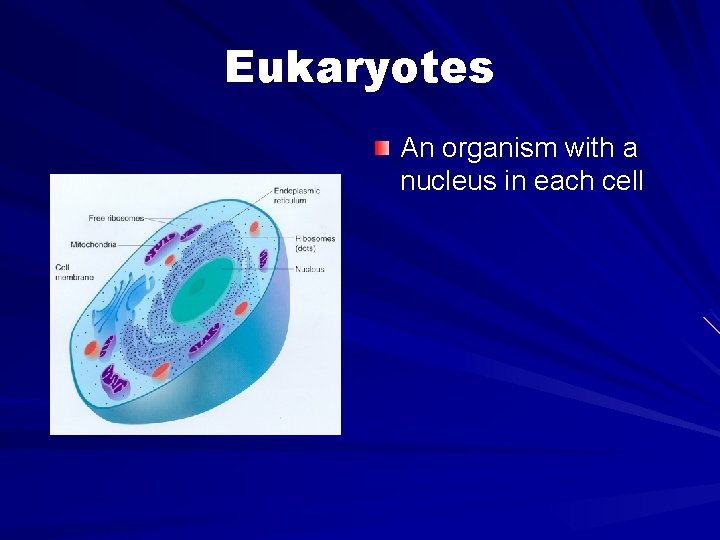 Eukaryotes An organism with a nucleus in each cell 