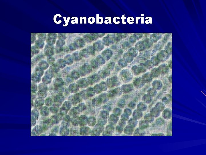 Cyanobacteria 