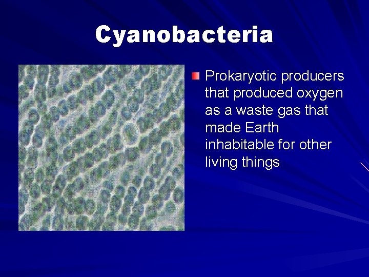 Cyanobacteria Prokaryotic producers that produced oxygen as a waste gas that made Earth inhabitable