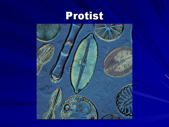 Protist 