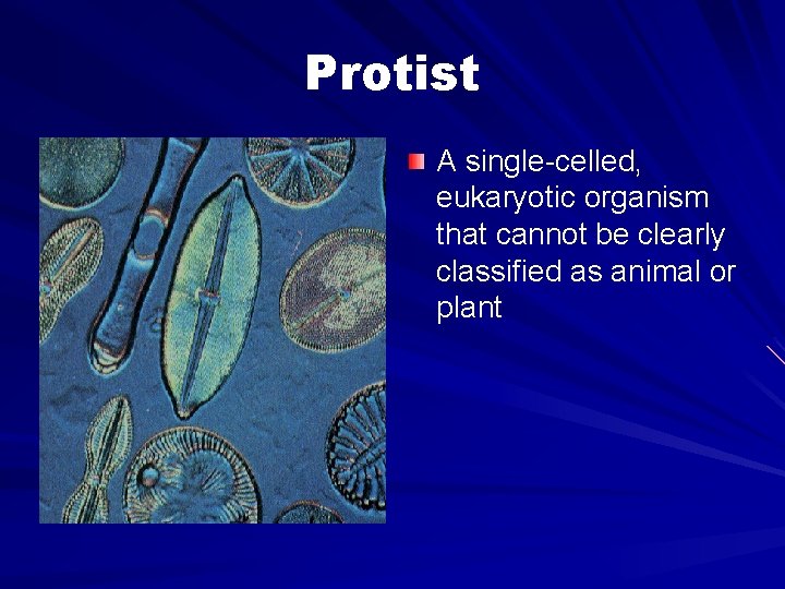 Protist A single-celled, eukaryotic organism that cannot be clearly classified as animal or plant