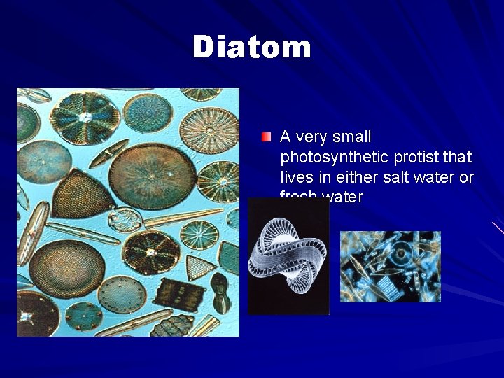 Diatom A very small photosynthetic protist that lives in either salt water or fresh