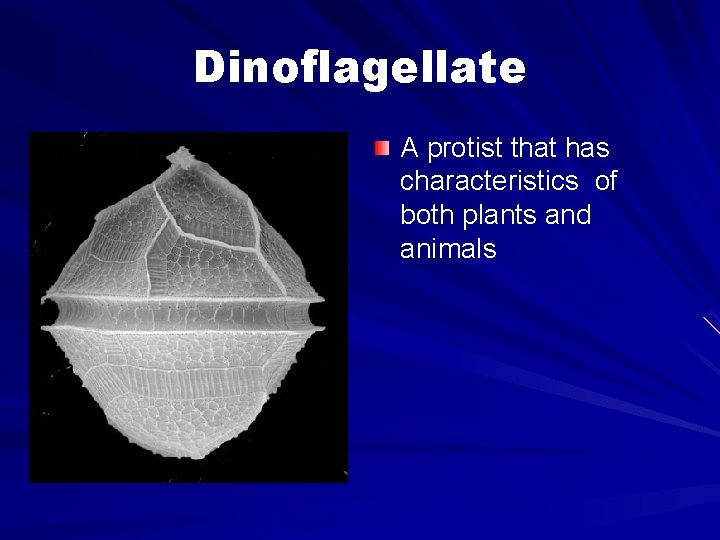 Dinoflagellate A protist that has characteristics of both plants and animals 