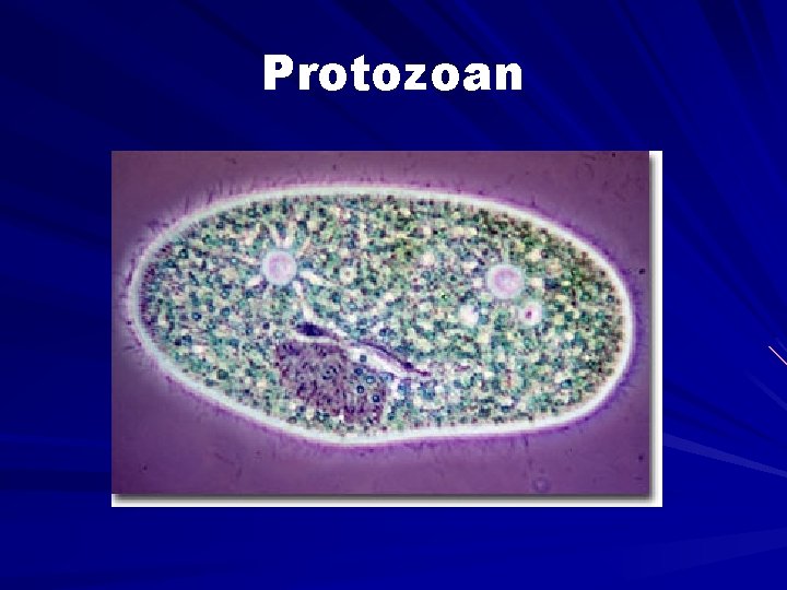 Protozoan 