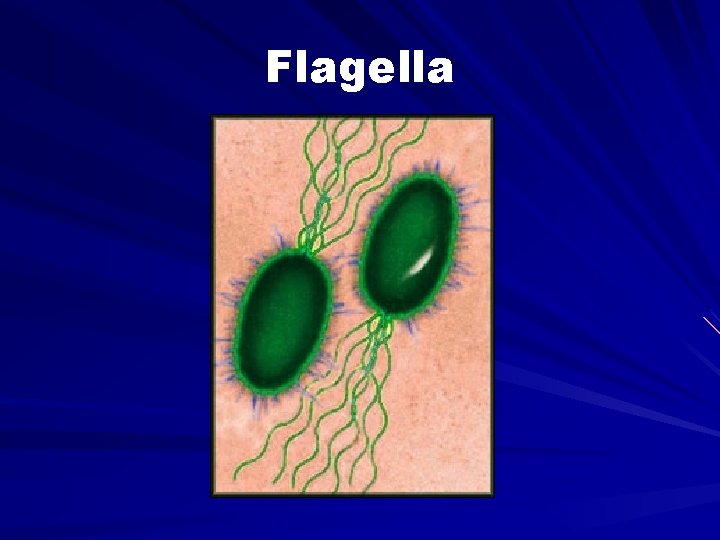 Flagella 