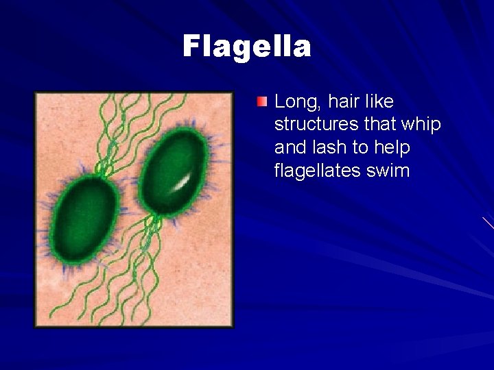 Flagella Long, hair like structures that whip and lash to help flagellates swim 