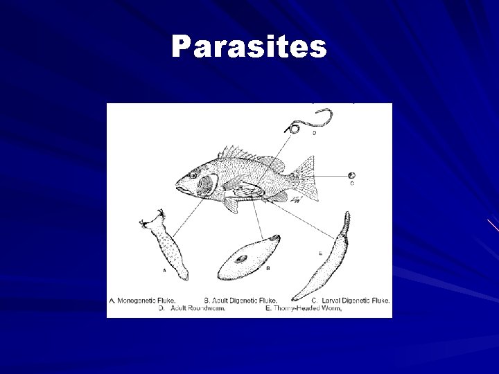 Parasites 