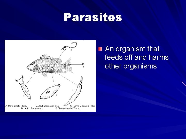Parasites An organism that feeds off and harms other organisms 
