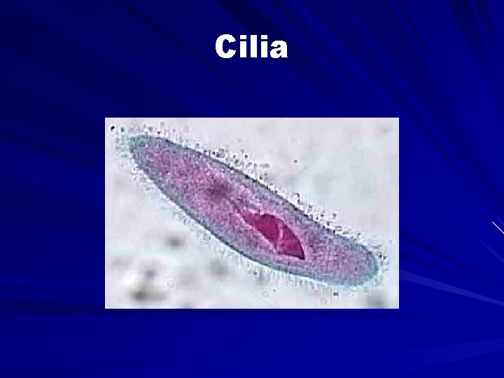Cilia 