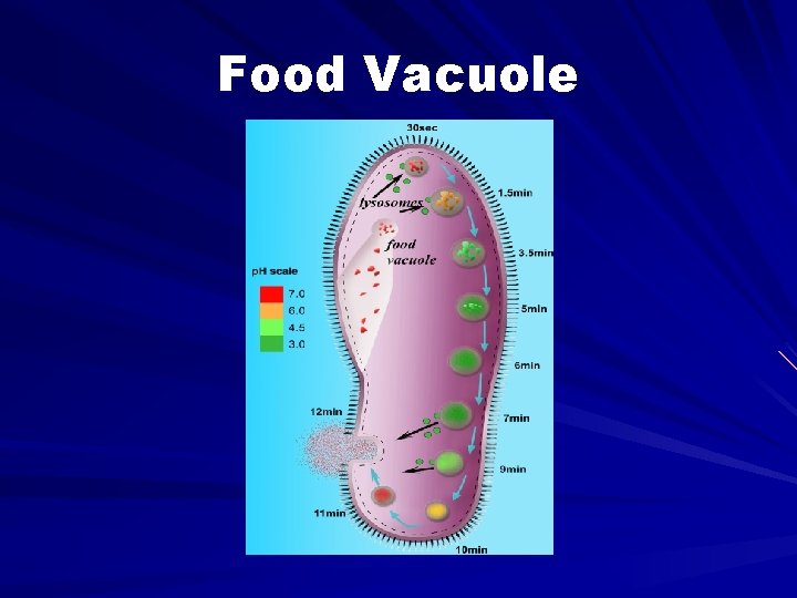 Food Vacuole 