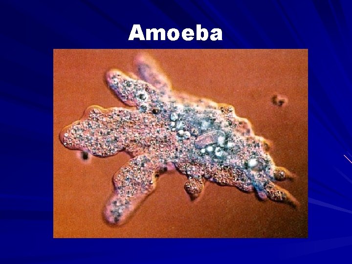 Amoeba 