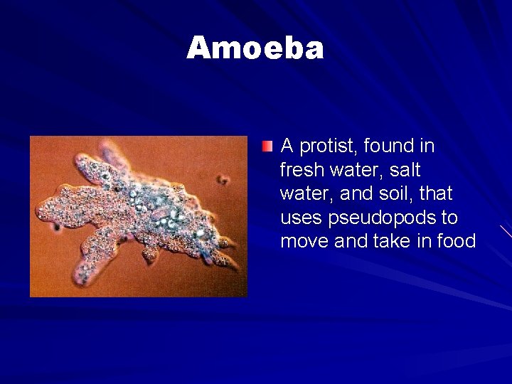 Amoeba A protist, found in fresh water, salt water, and soil, that uses pseudopods