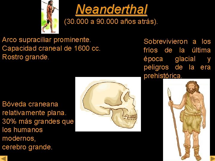 Neanderthal (30. 000 a 90. 000 años atrás). Arco supraciliar prominente. Capacidad craneal de