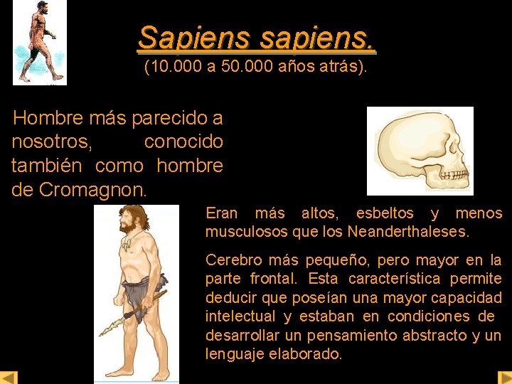 Sapiens sapiens. (10. 000 a 50. 000 años atrás). Hombre más parecido a nosotros,
