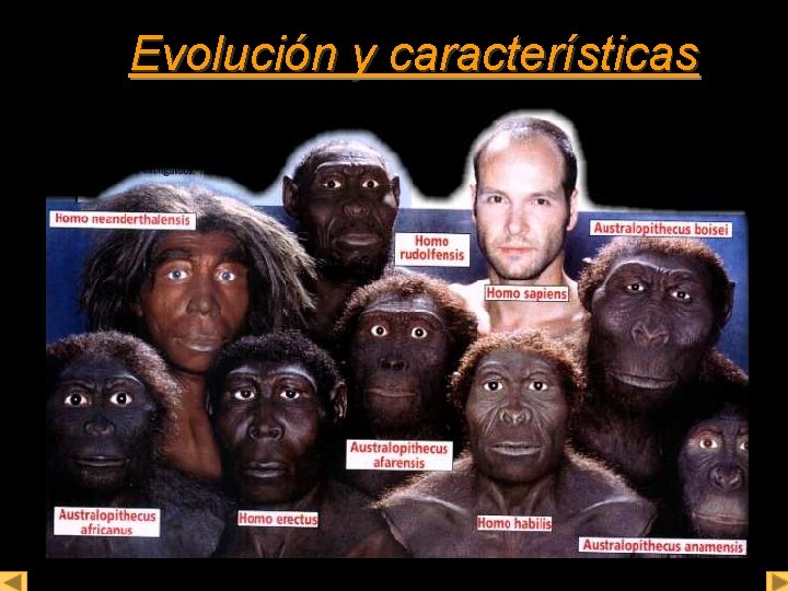 Evolución y características 