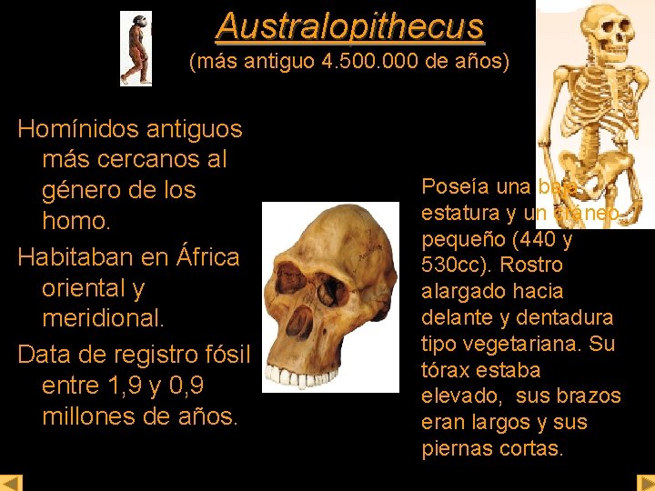 Australopithecus (más antiguo 4. 500. 000 de años) Homínidos antiguos más cercanos al género