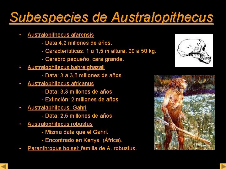 Subespecies de Australopithecus • • • Australopithecus afarensis - Data: 4, 2 millones de