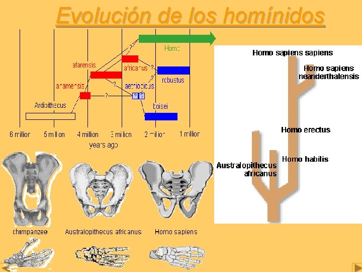 Evolución de los homínidos 