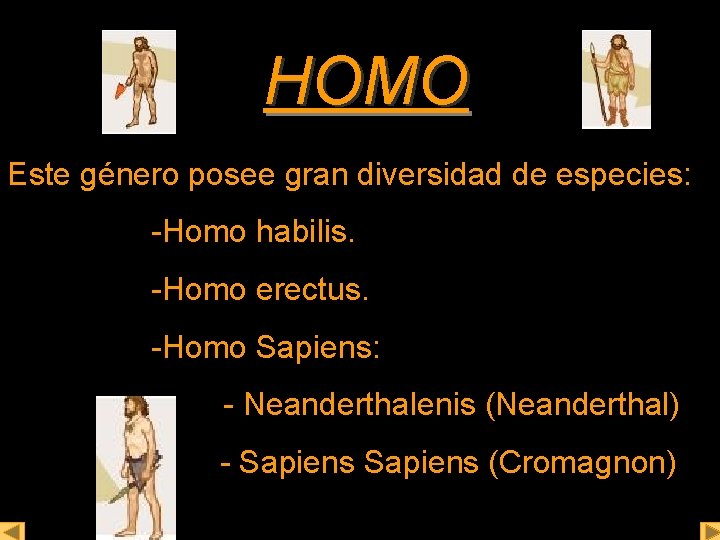 HOMO Este género posee gran diversidad de especies: -Homo habilis. -Homo erectus. -Homo Sapiens: