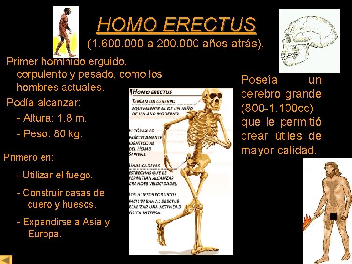 HOMO ERECTUS (1. 600. 000 a 200. 000 años atrás). Primer homínido erguido, corpulento