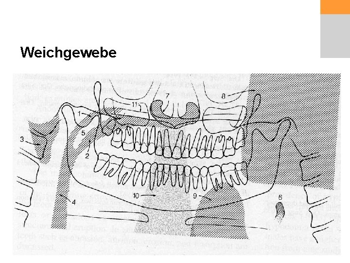 Weichgewebe 