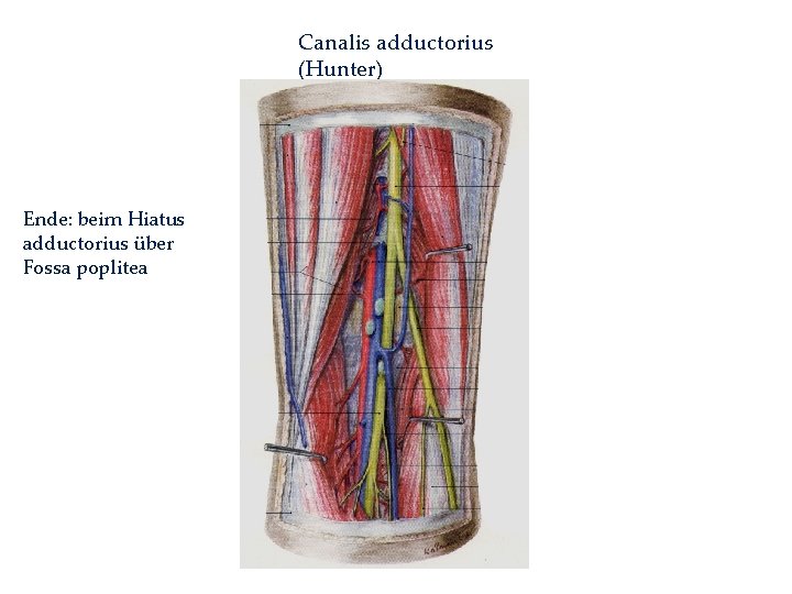 Canalis adductorius (Hunter) Ende: beim Hiatus adductorius über Fossa poplitea 