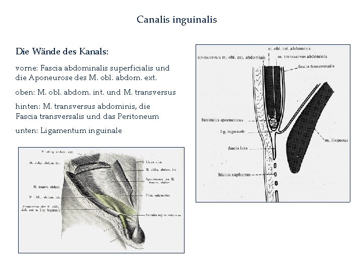 Canalis inguinalis Die Wände des Kanals: vorne: Fascia abdominalis superficialis und die Aponeurose des