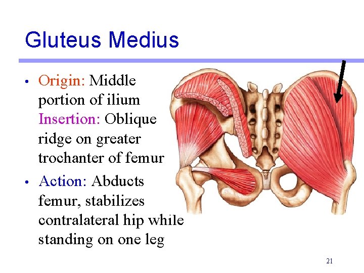 Gluteus Medius • • Origin: Middle portion of ilium Insertion: Oblique ridge on greater