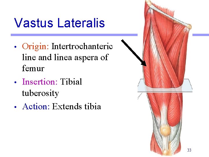 Vastus Lateralis • • • Origin: Intertrochanteric line and linea aspera of femur Insertion: