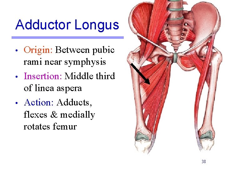 Adductor Longus • • • Origin: Between pubic rami near symphysis Insertion: Middle third