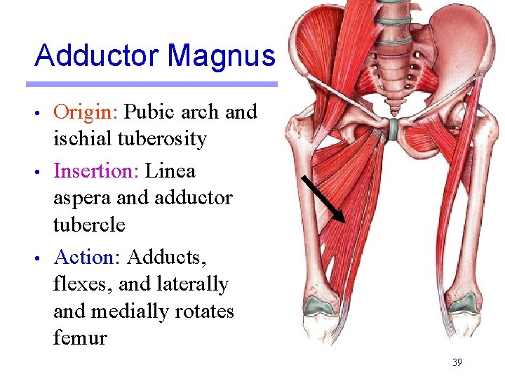 Adductor Magnus • • • Origin: Pubic arch and ischial tuberosity Insertion: Linea aspera