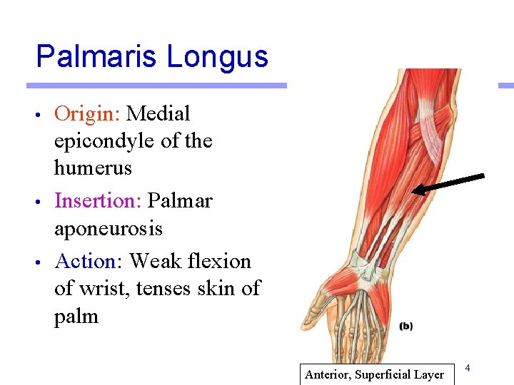 Palmaris Longus • • • Origin: Medial epicondyle of the humerus Insertion: Palmar aponeurosis