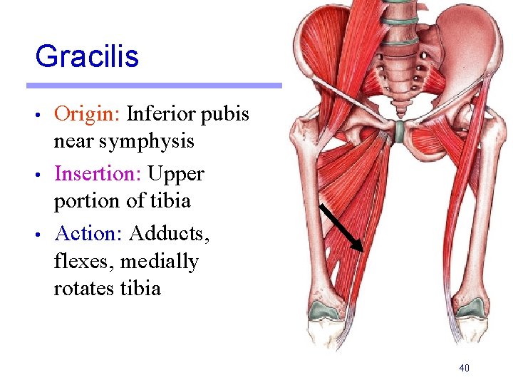 Gracilis • • • Origin: Inferior pubis near symphysis Insertion: Upper portion of tibia