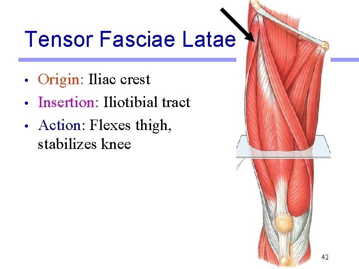 Tensor Fasciae Latae • • • Origin: Iliac crest Insertion: Iliotibial tract Action: Flexes
