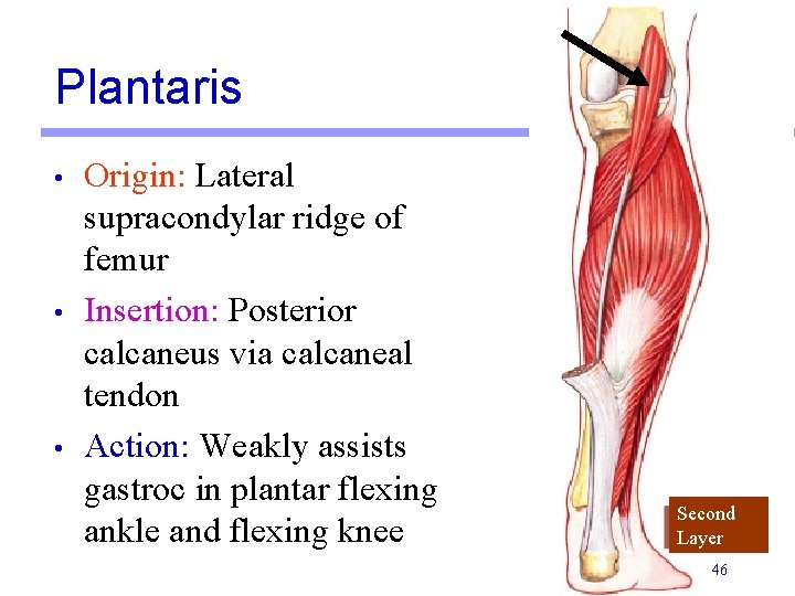 Plantaris • • • Origin: Lateral supracondylar ridge of femur Insertion: Posterior calcaneus via