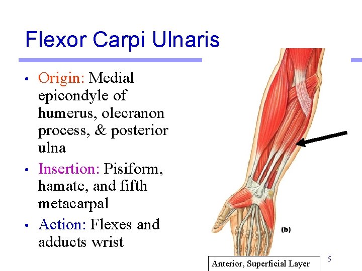 Flexor Carpi Ulnaris • • • Origin: Medial epicondyle of humerus, olecranon process, &