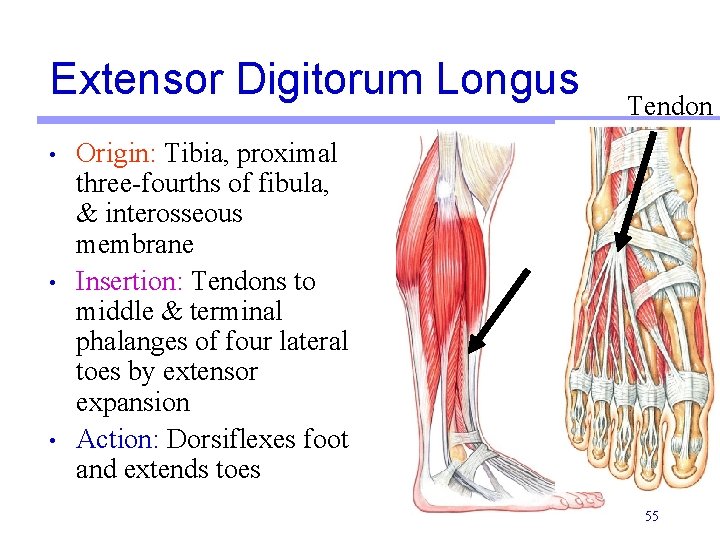 Extensor Digitorum Longus • • • Tendon Origin: Tibia, proximal three-fourths of fibula, &