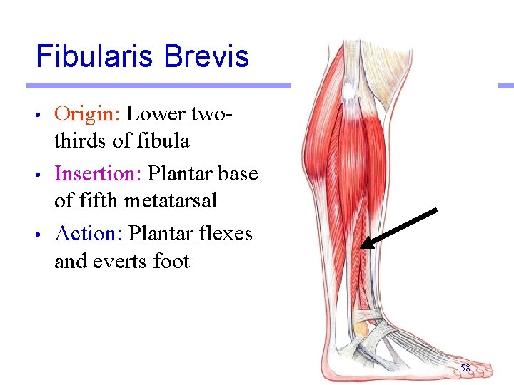 Fibularis Brevis • • • Origin: Lower twothirds of fibula Insertion: Plantar base of