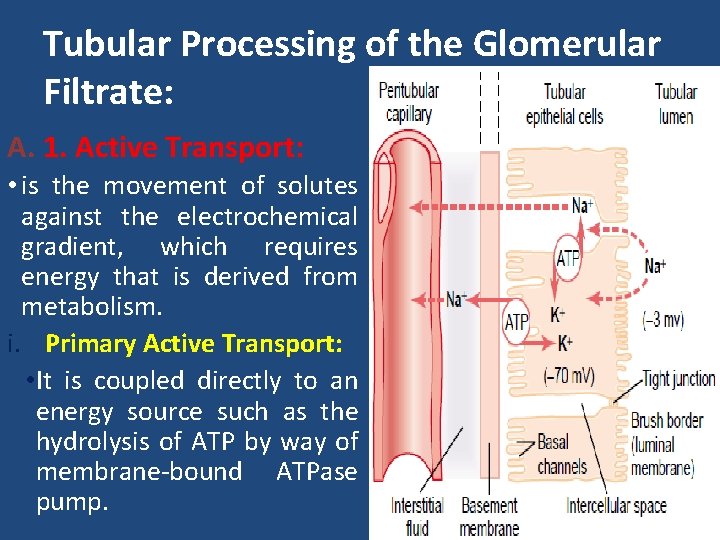 Tubular Processing of the Glomerular Filtrate: A. 1. Active Transport: • is the movement